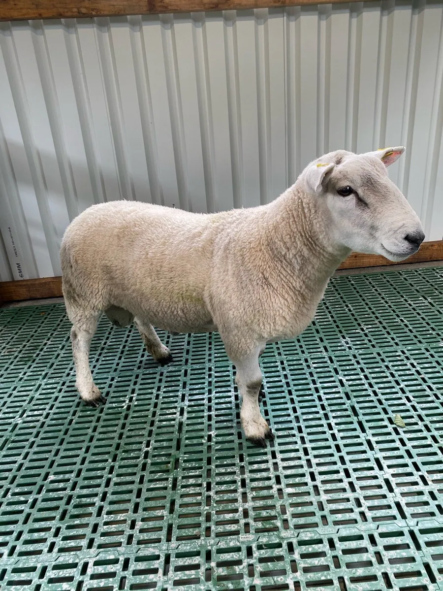 Texal hogget ram - Image 1