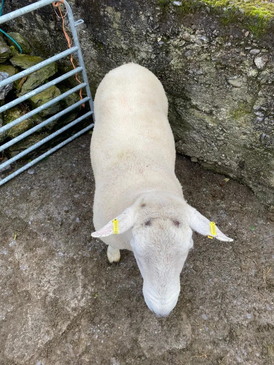 Texal hogget ram - Image 3