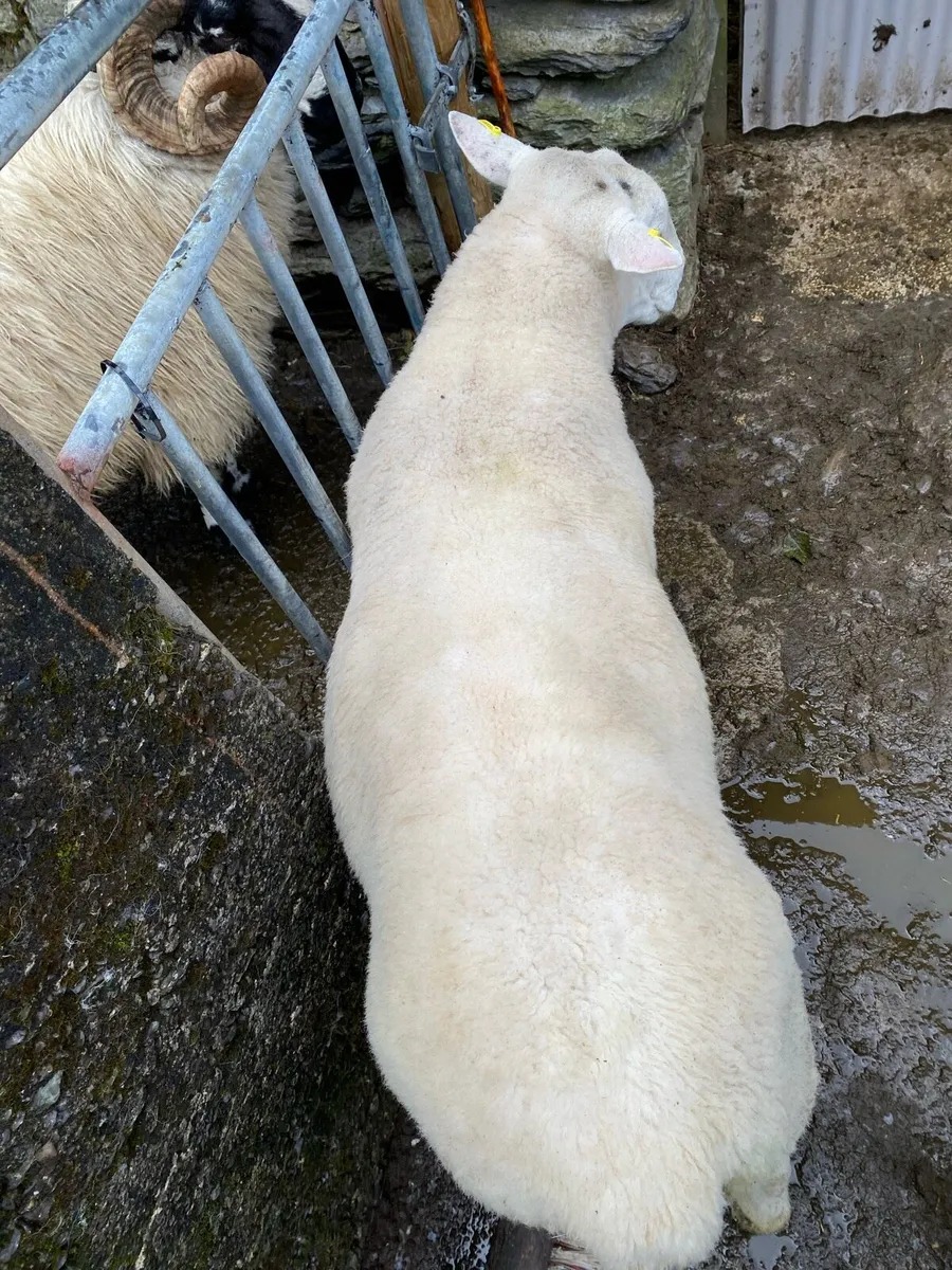 Texal hogget ram - Image 4