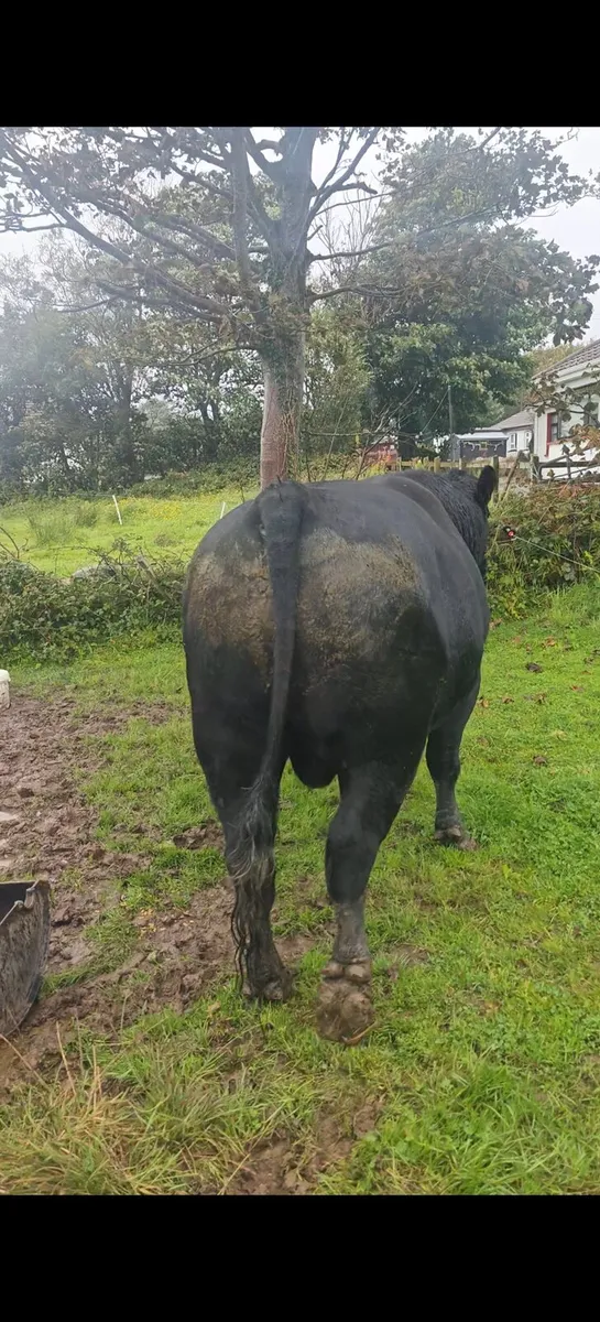 AA Bull - Image 3