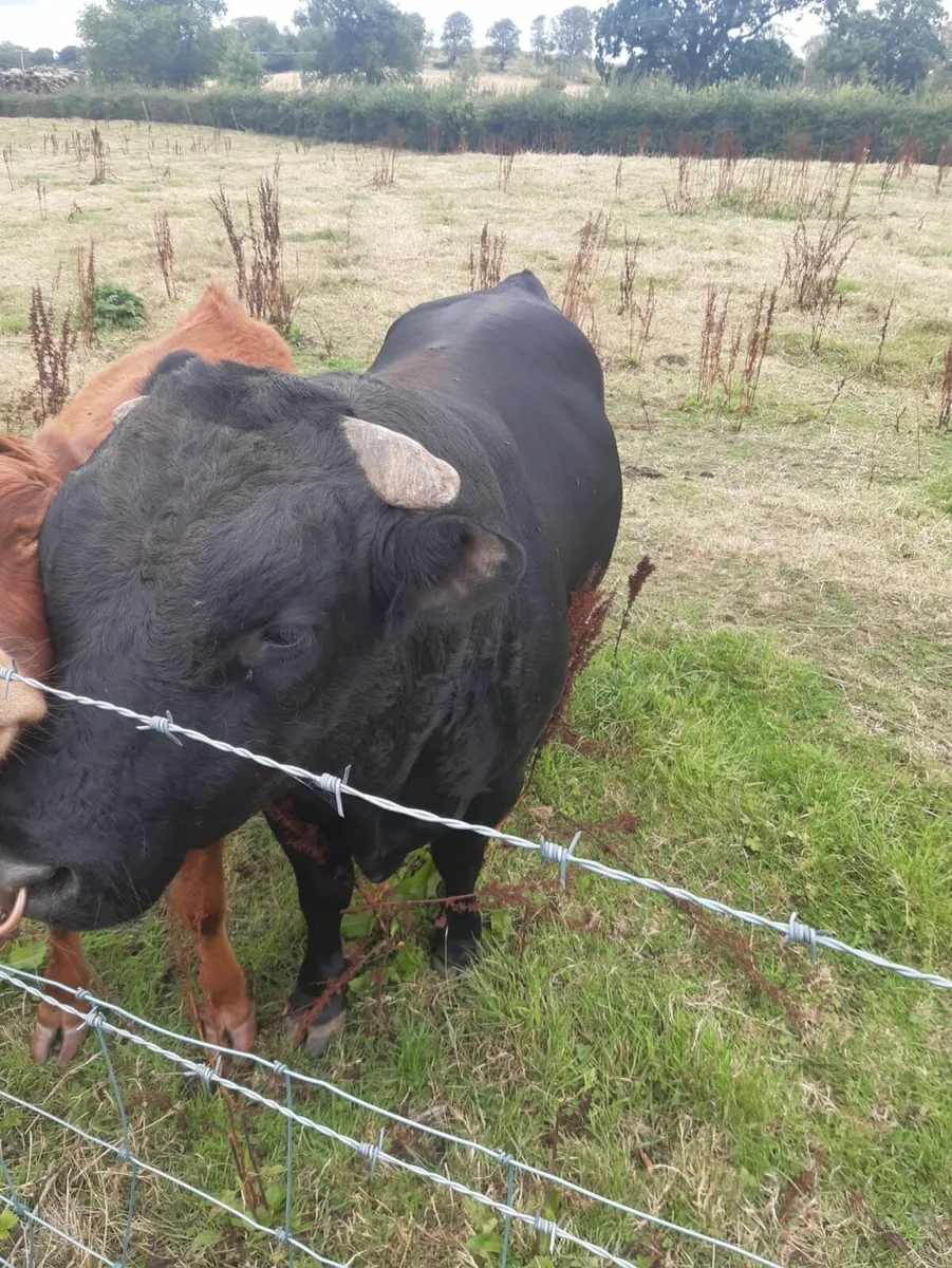 Dexter bull - Image 2