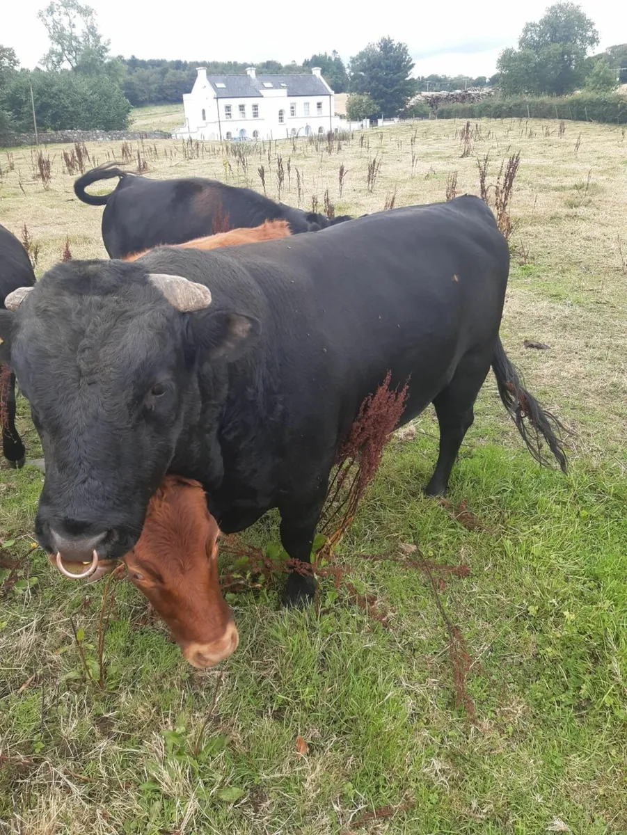 Dexter bull - Image 3