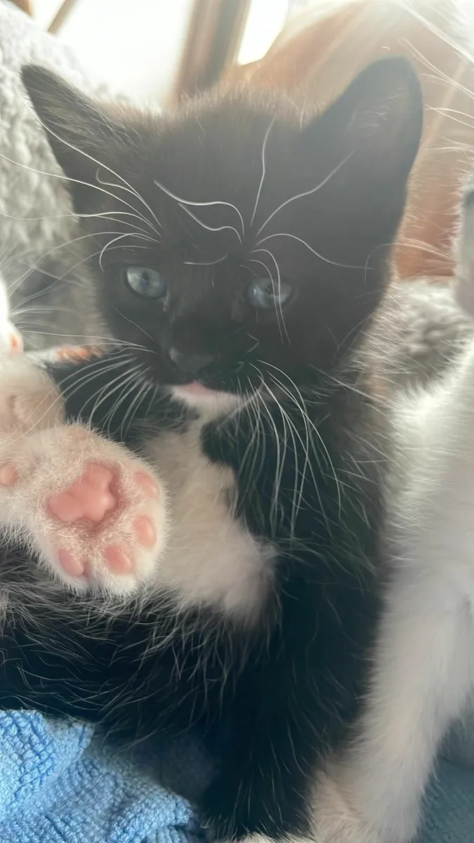 Kittens looking for good home 🏡 - Image 1