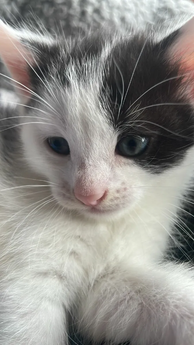Kittens looking for good home 🏡 - Image 2