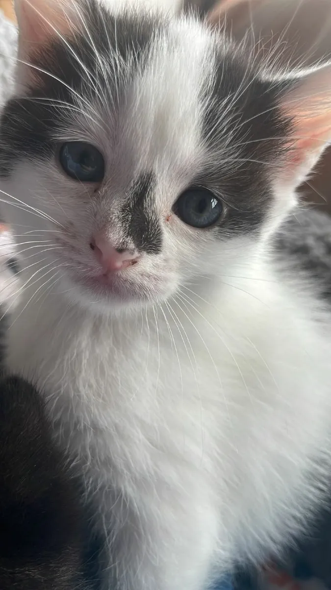 Kittens looking for good home 🏡 - Image 3