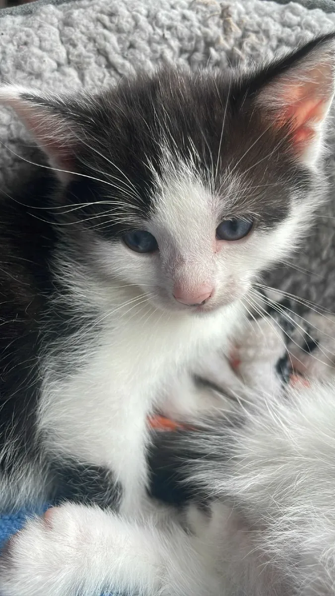 Kittens looking for good home 🏡 - Image 4