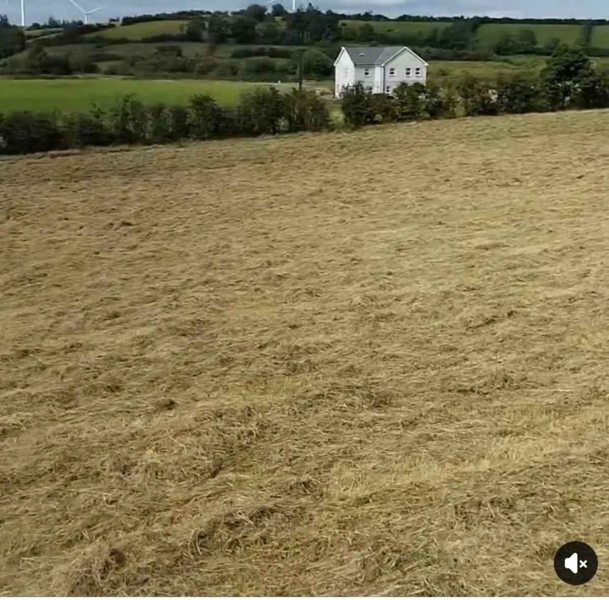 Square Bales of Hay - Image 1