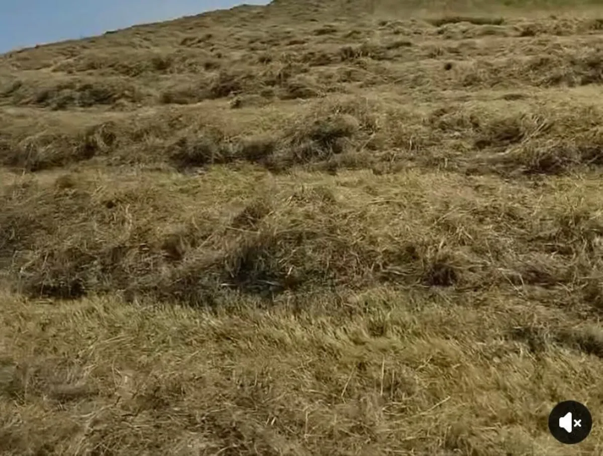 Square Bales of Hay - Image 2
