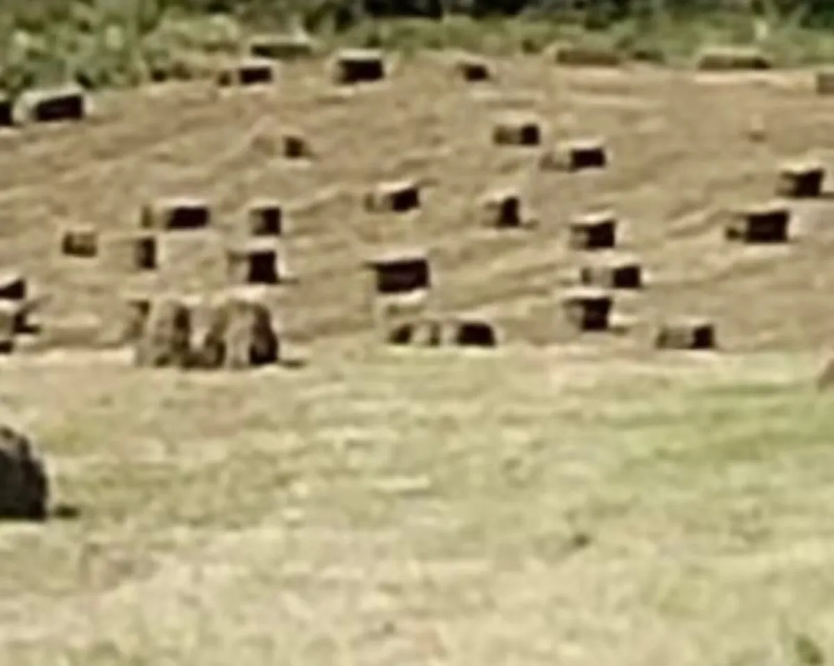 Square Bales of Hay - Image 3