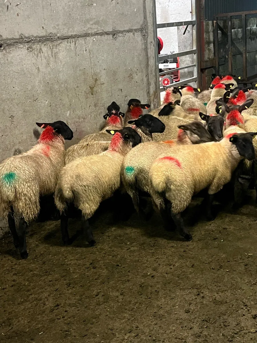 ⚡️40 Suffolk ewe lambs ⚡️ - Image 1