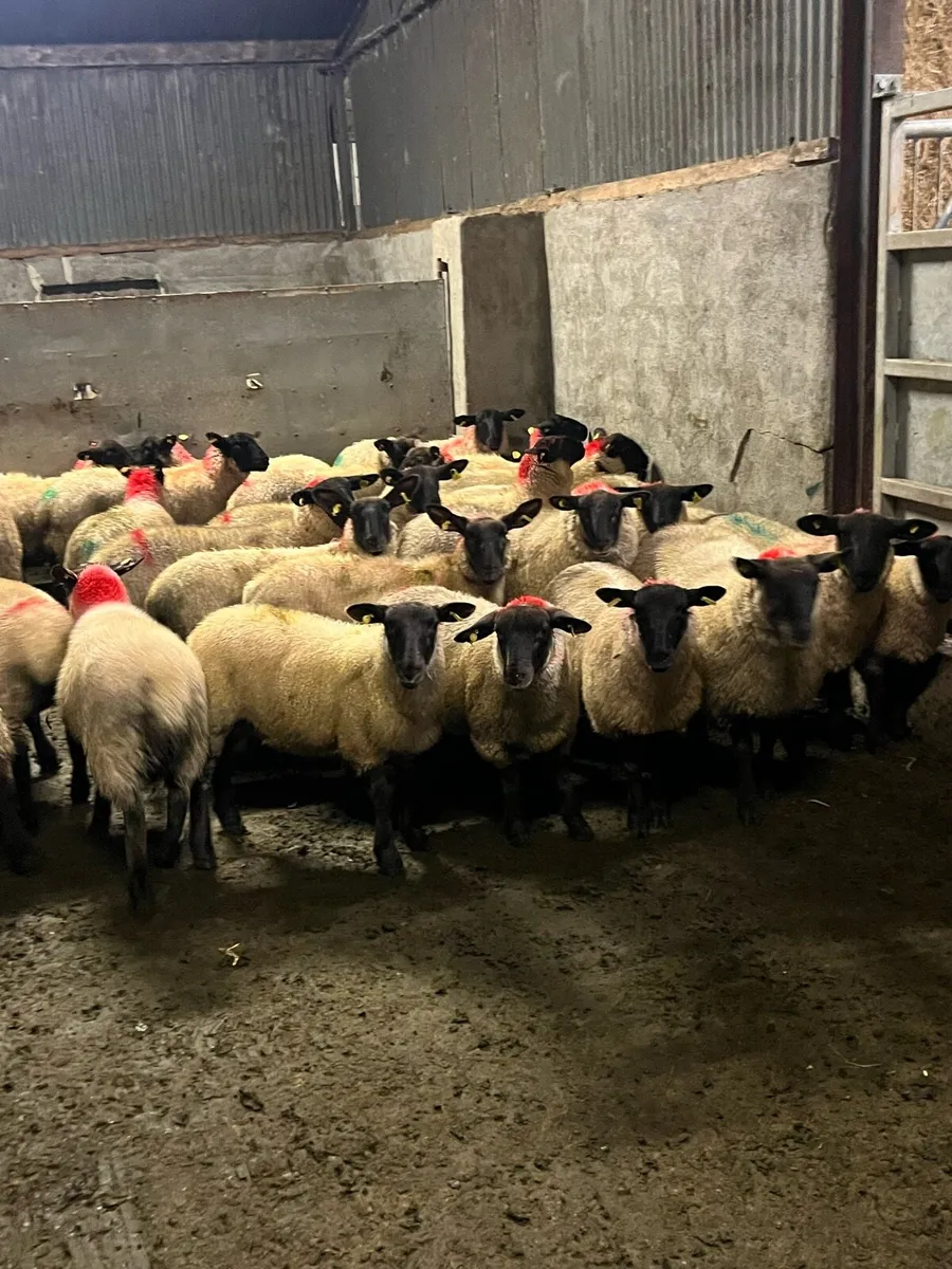 ⚡️40 Suffolk ewe lambs ⚡️ - Image 3