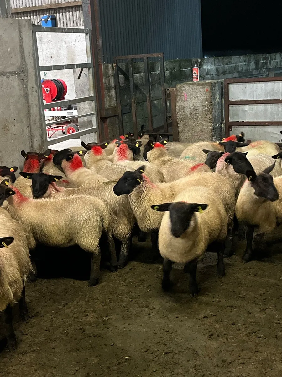 ⚡️40 Suffolk ewe lambs ⚡️ - Image 4