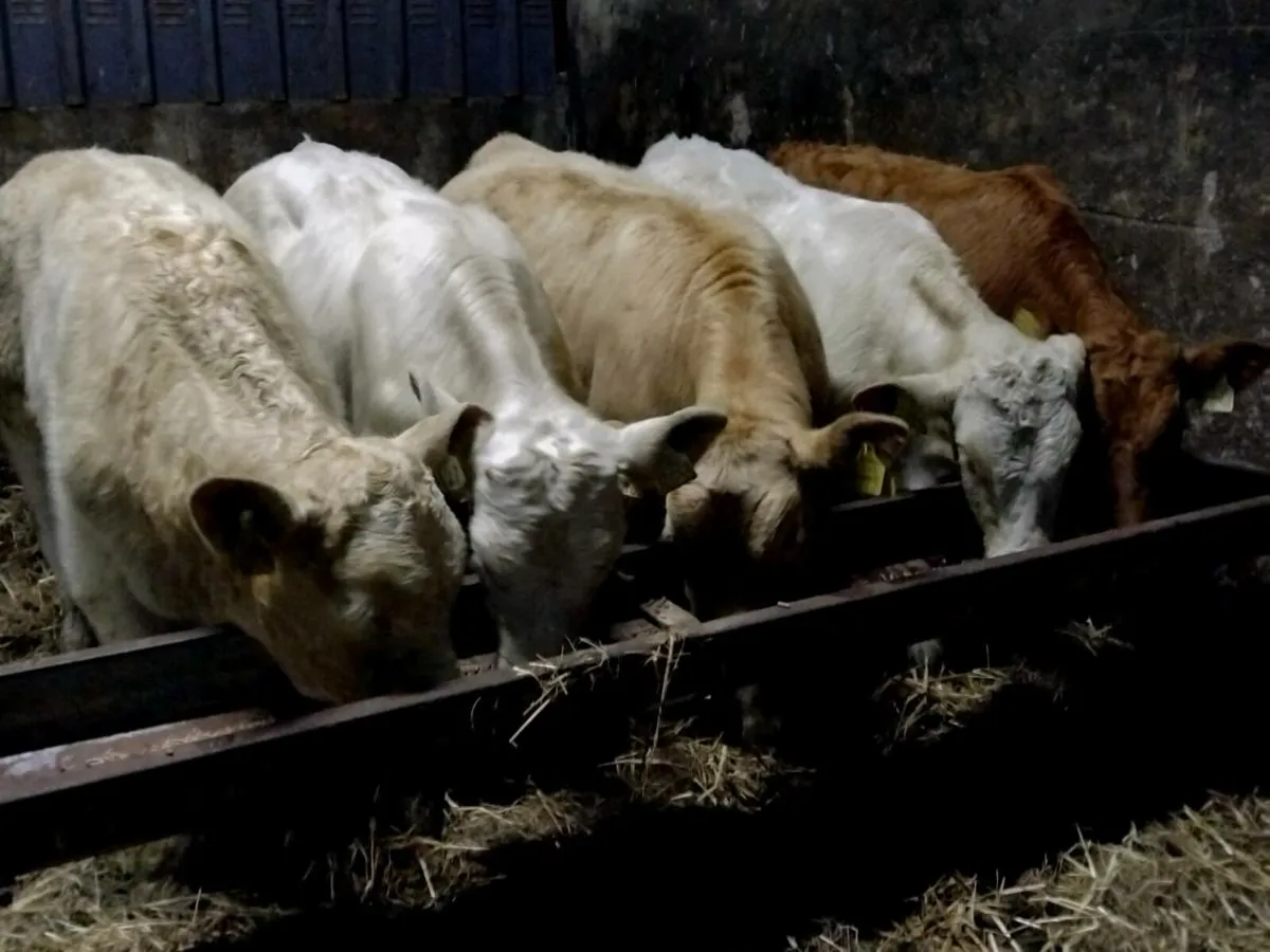 5 Suckler Bred Charolais Bull Weanlings - Image 2