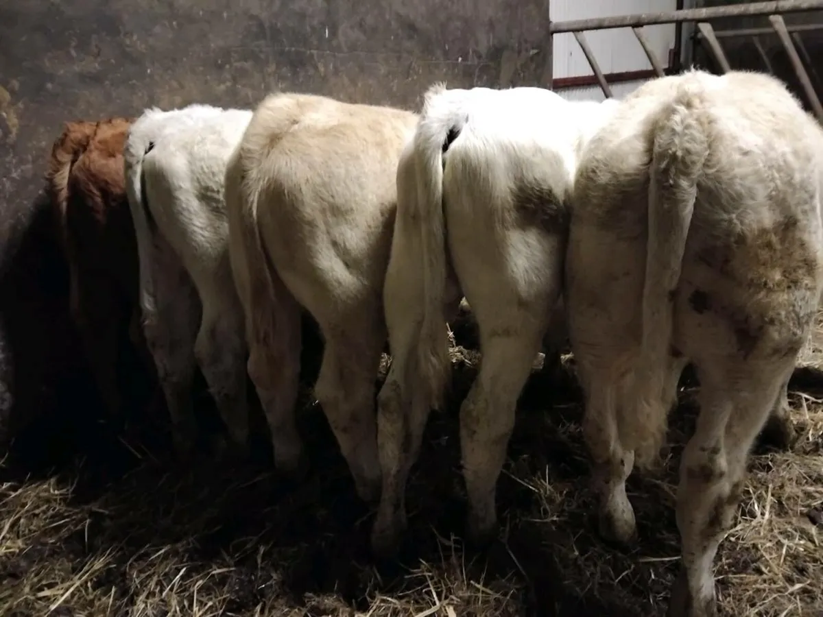 5 Suckler Bred Charolais Bull Weanlings - Image 3