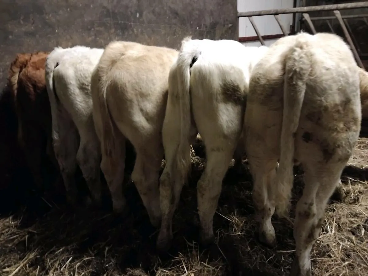 5 Suckler Bred Charolais Bull Weanlings - Image 4