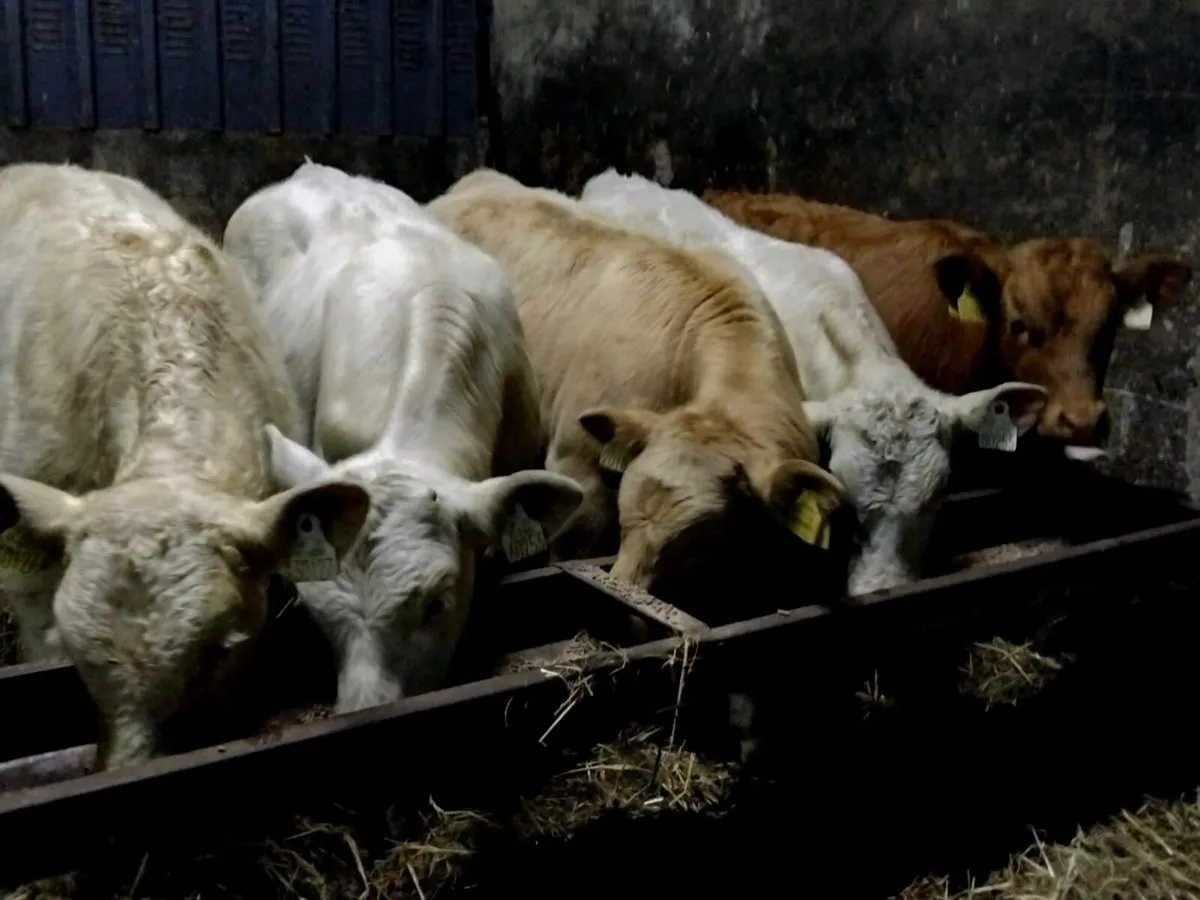 5 Suckler Bred Charolais Bull Weanlings - Image 1