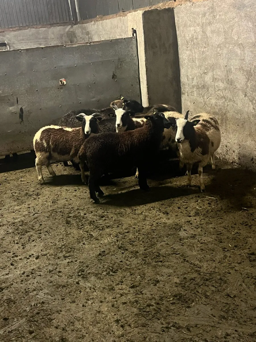 💰7 lovely black ewe lambs 💰 - Image 1