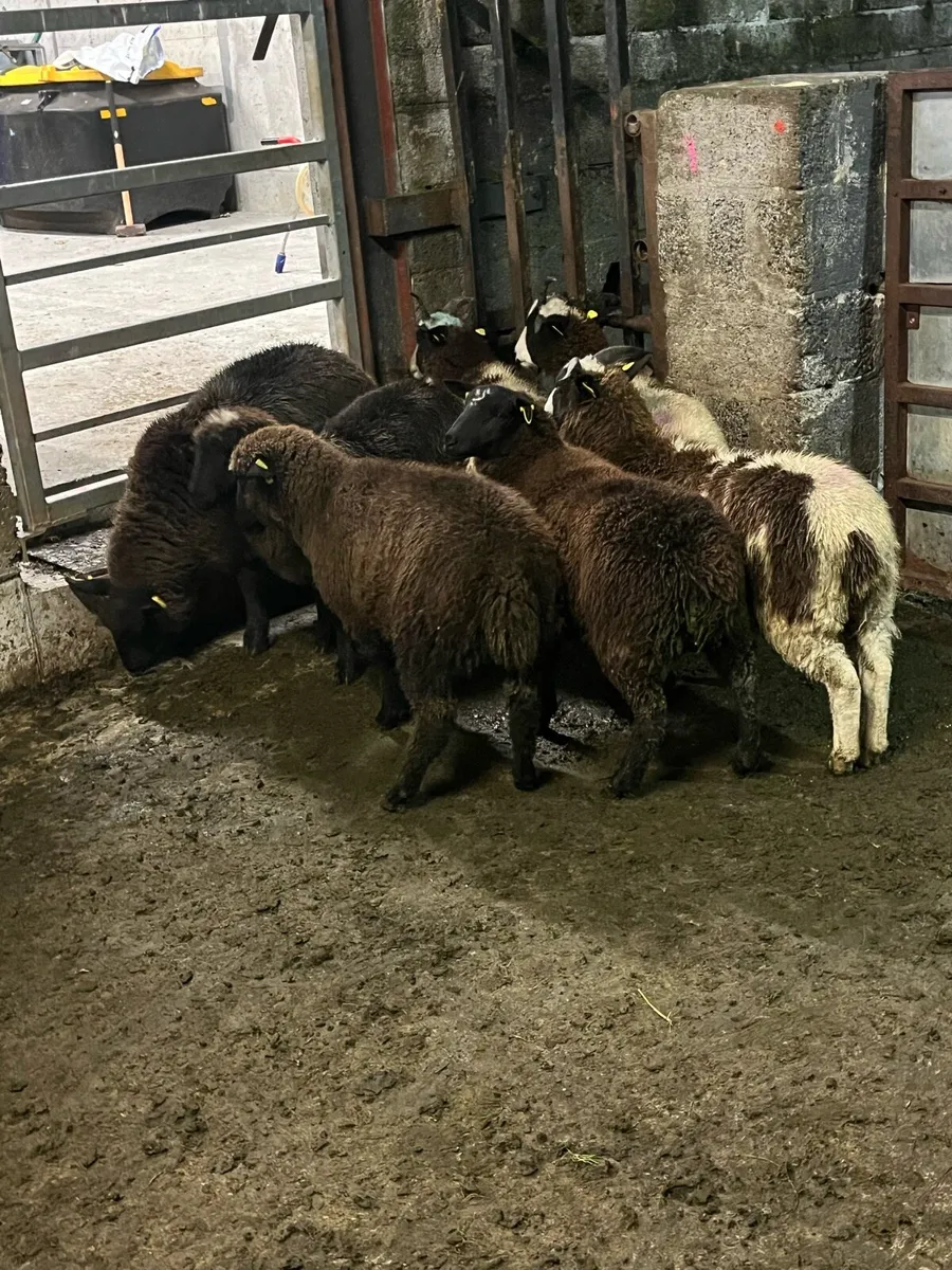 💰7 lovely black ewe lambs 💰 - Image 2