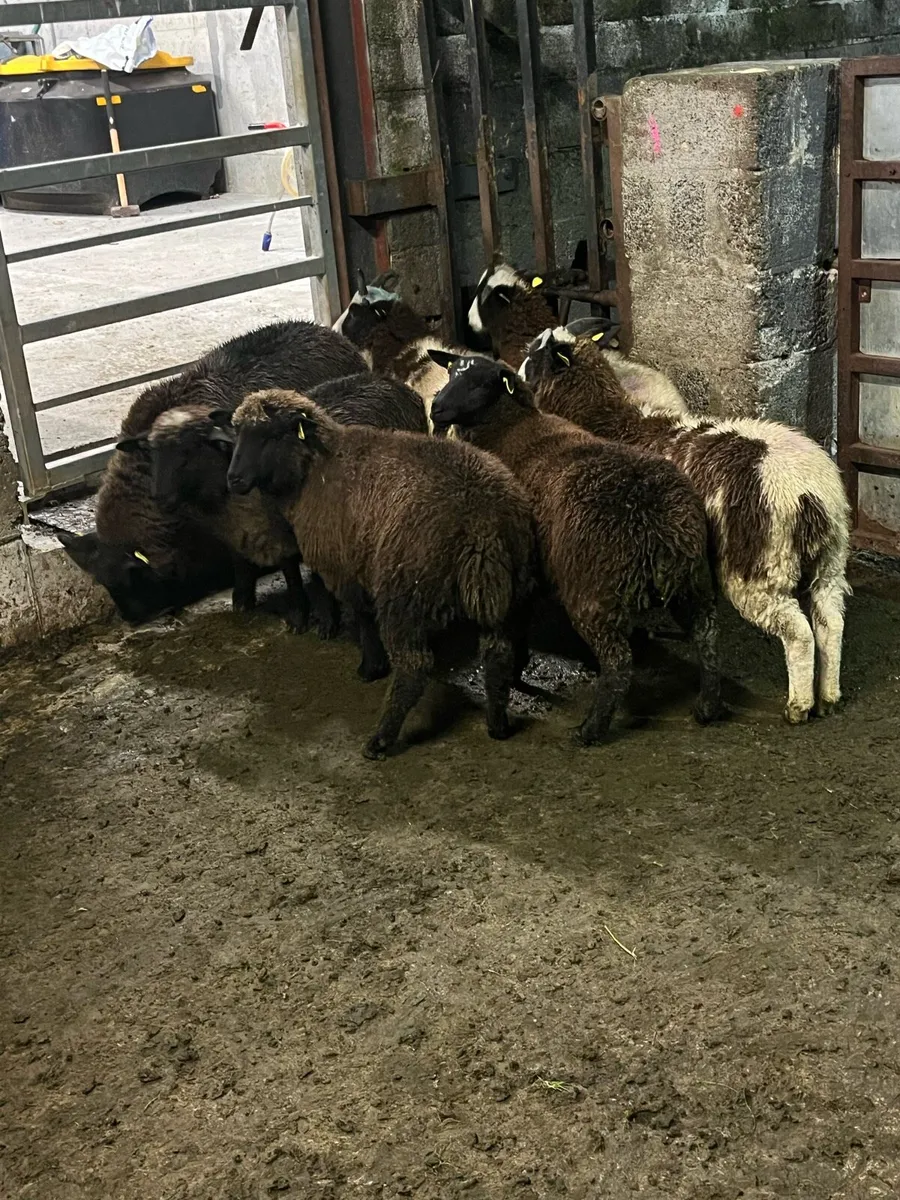 💰7 lovely black ewe lambs 💰 - Image 3
