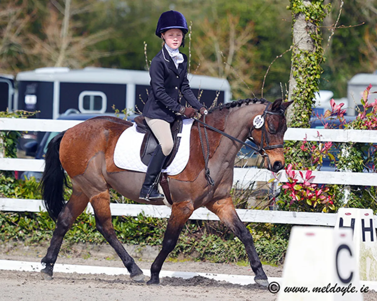 12hh top quality British riding pony - Image 2