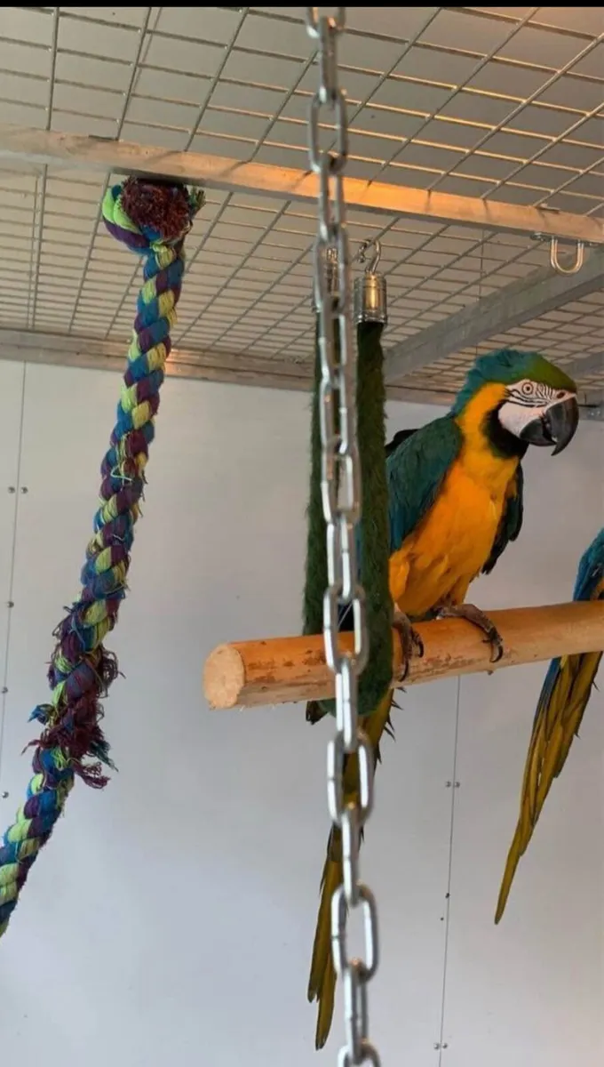 Blue & Gold Macaw - Image 1