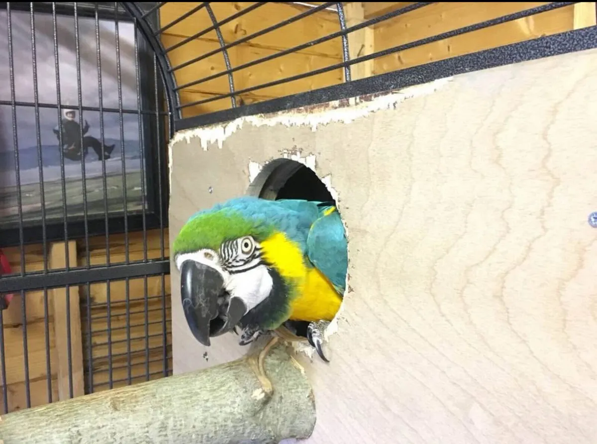 Blue & Gold Macaw - Image 3