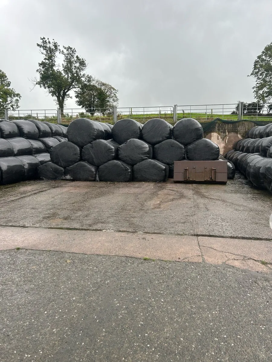 Bales of 2nd cut silage. Made in 2024