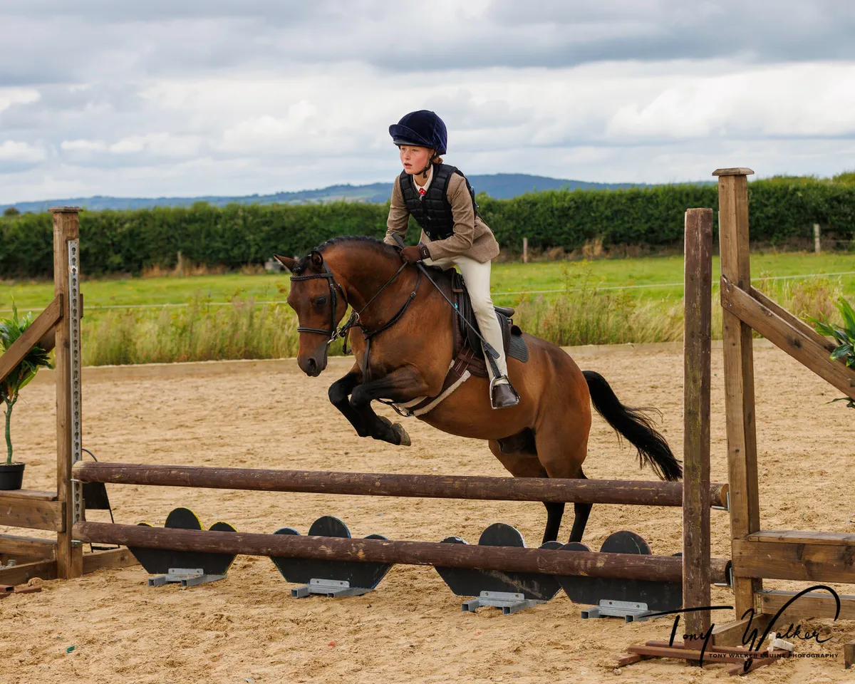 12hh top quality British riding pony - Image 3