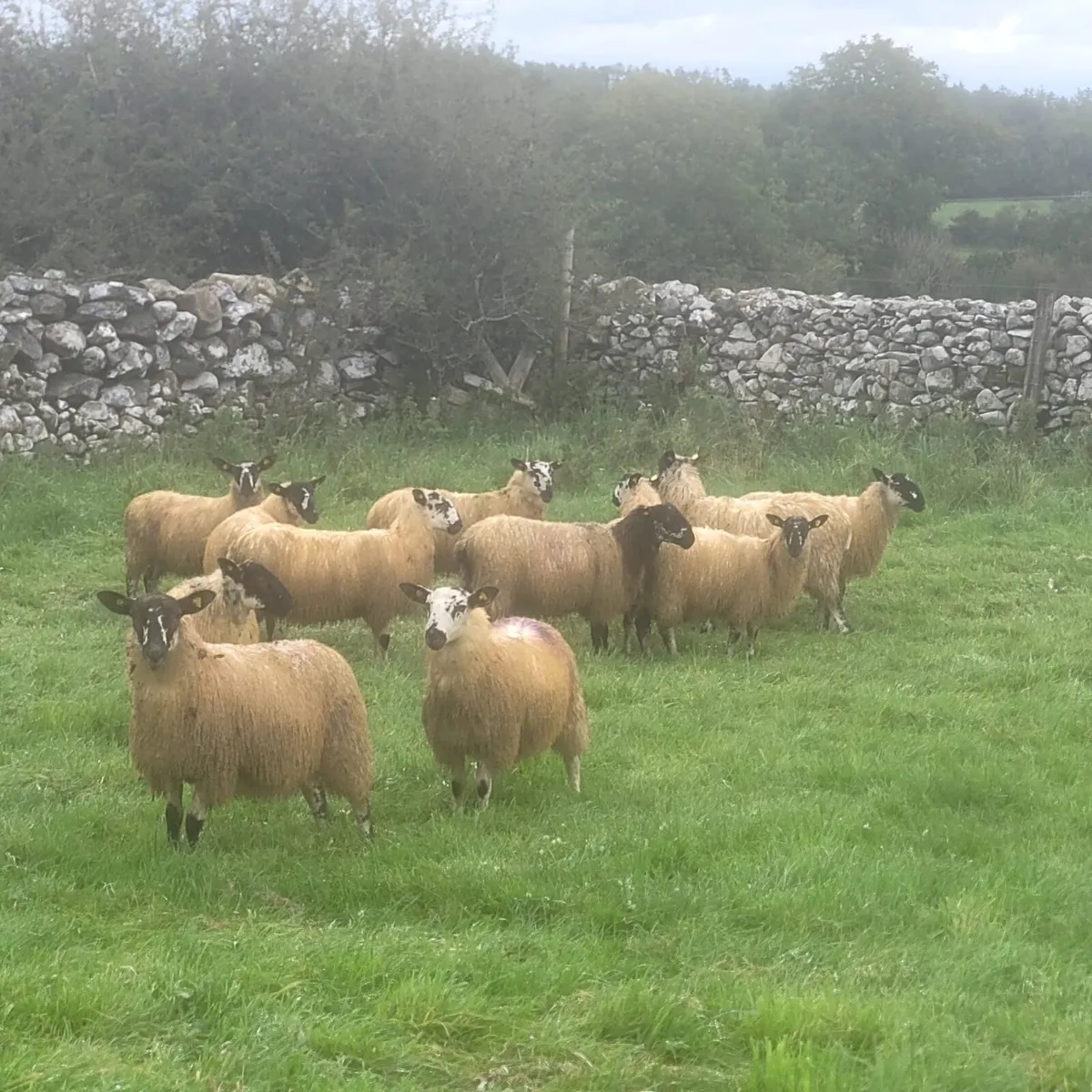 Fully Certified Organic Mule Lambs - Image 1