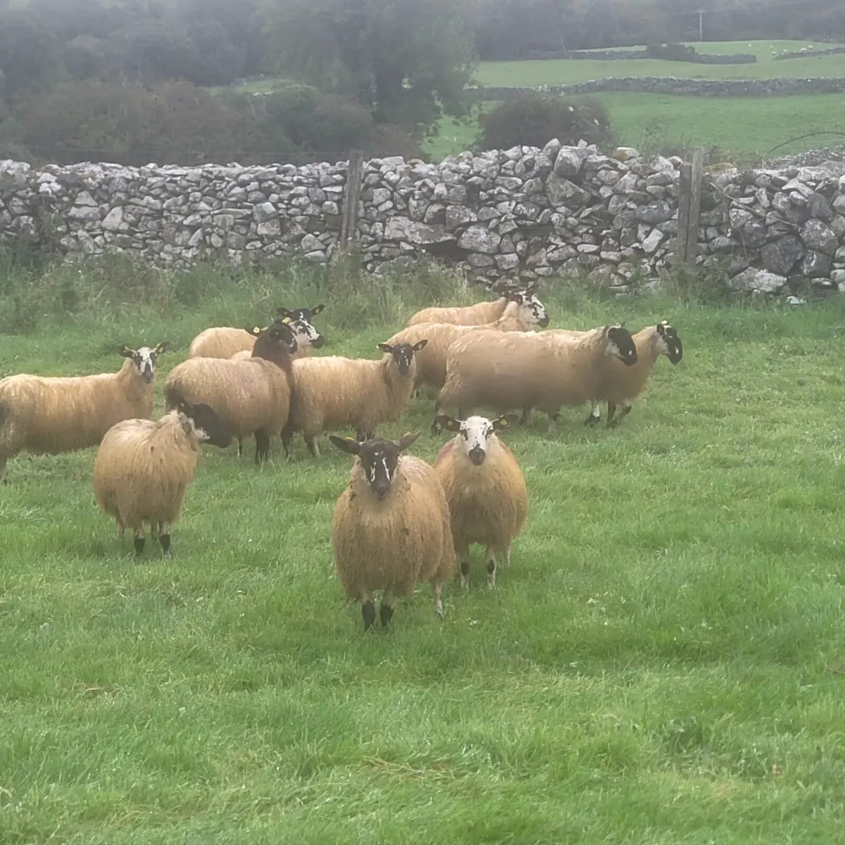 Fully Certified Organic Mule Lambs - Image 2
