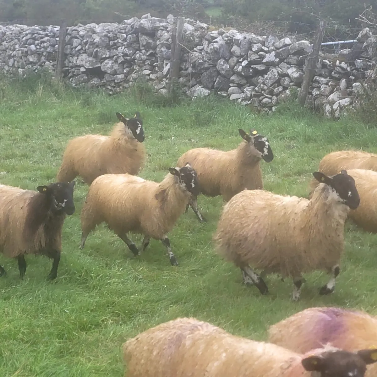 Fully Certified Organic Mule Lambs - Image 3