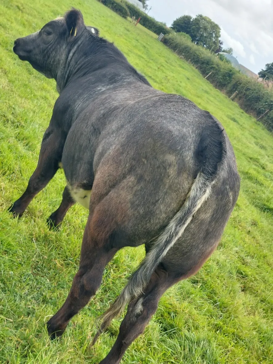 Livestock - Image 1