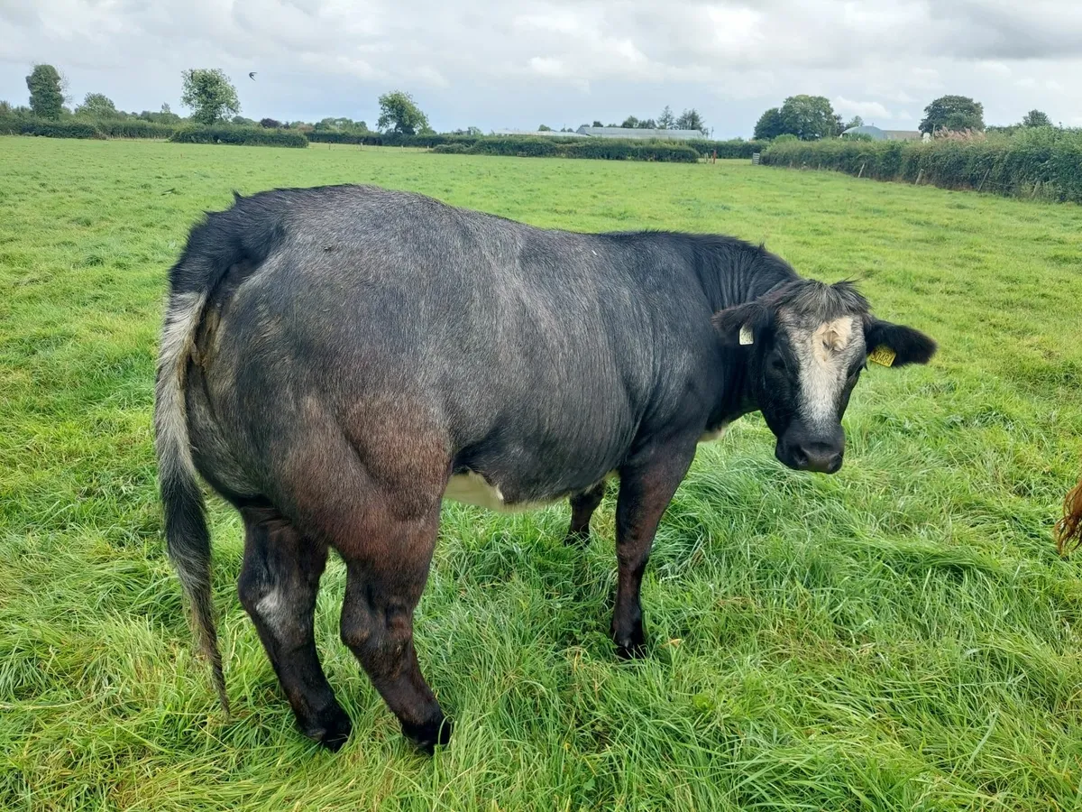 Livestock - Image 2