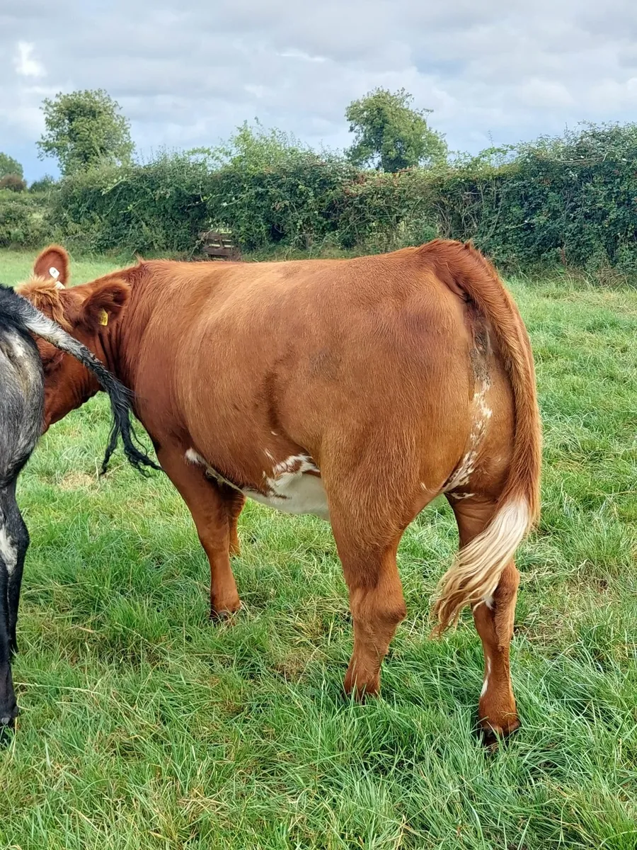 Livestock - Image 3