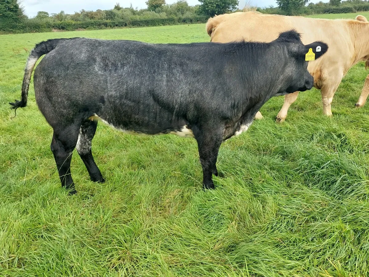 Livestock - Image 4