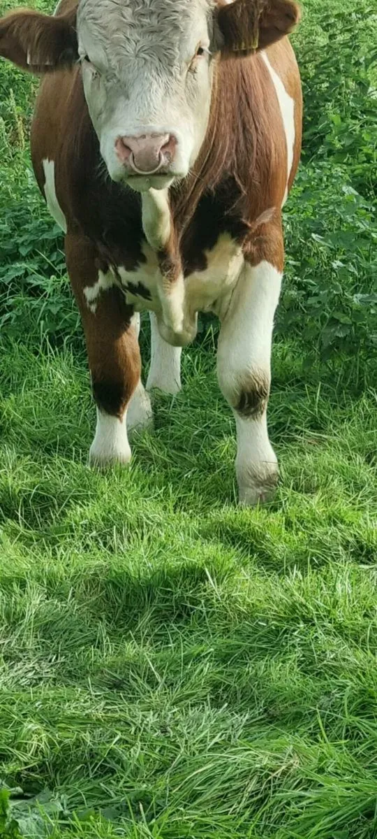 Pb bull - Image 2
