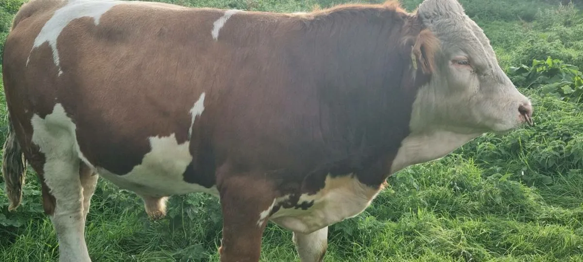 Pb bull - Image 3