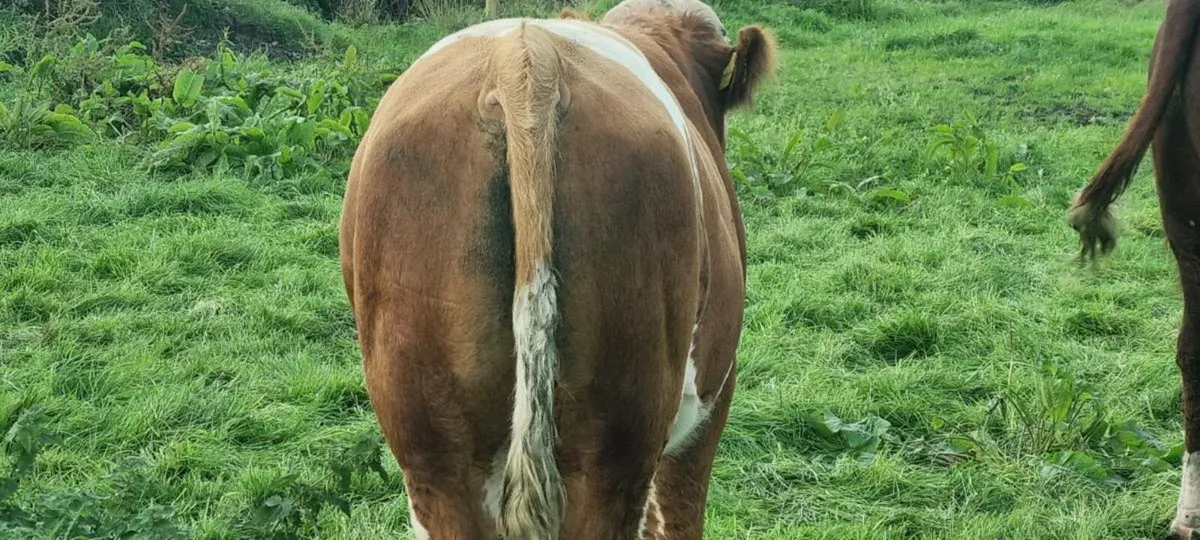 Pb bull - Image 4