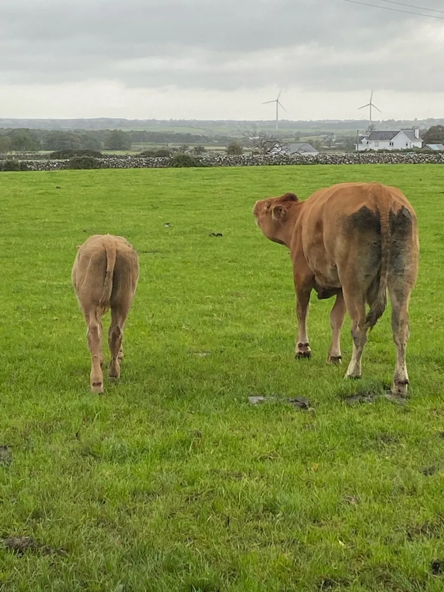 LM cow and AI Charolais Bull calf - Image 3