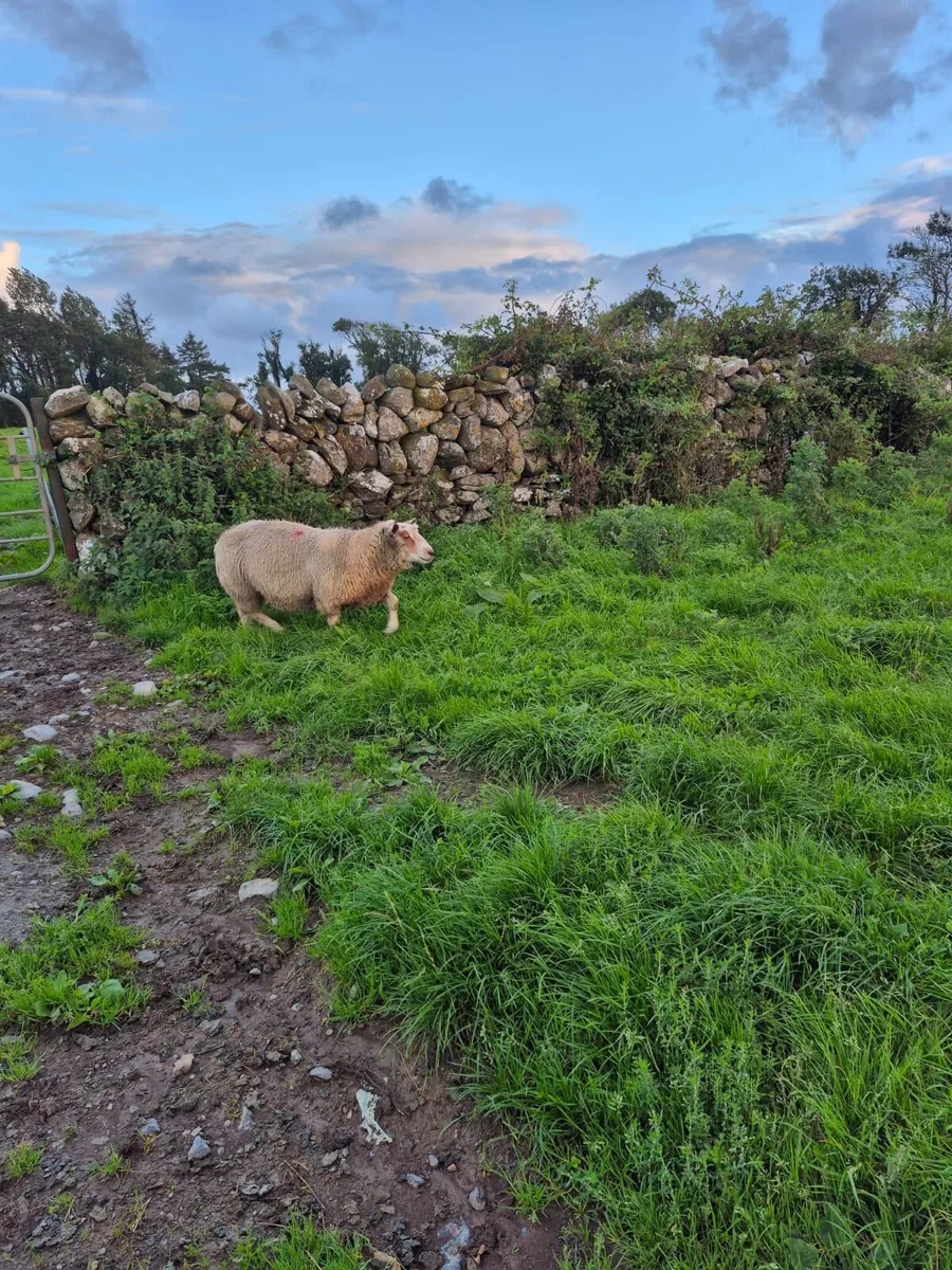 Sheep - Image 2