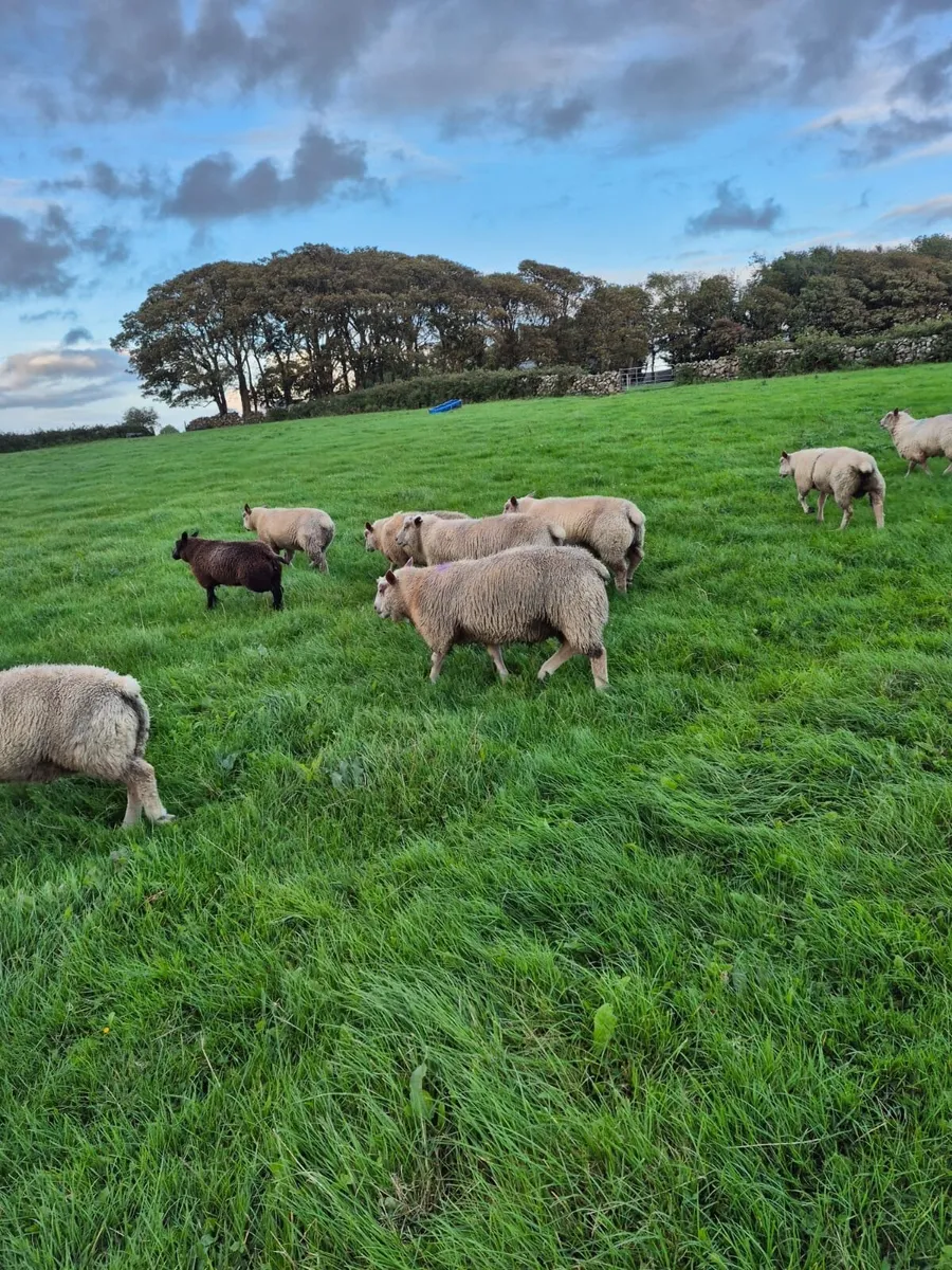 Sheep - Image 3