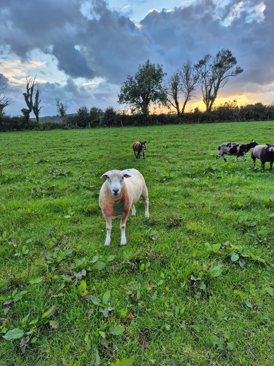Sheep - Image 4