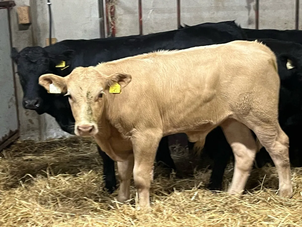 Super 300Kg CH & LIM Bull Weanlings - Image 1