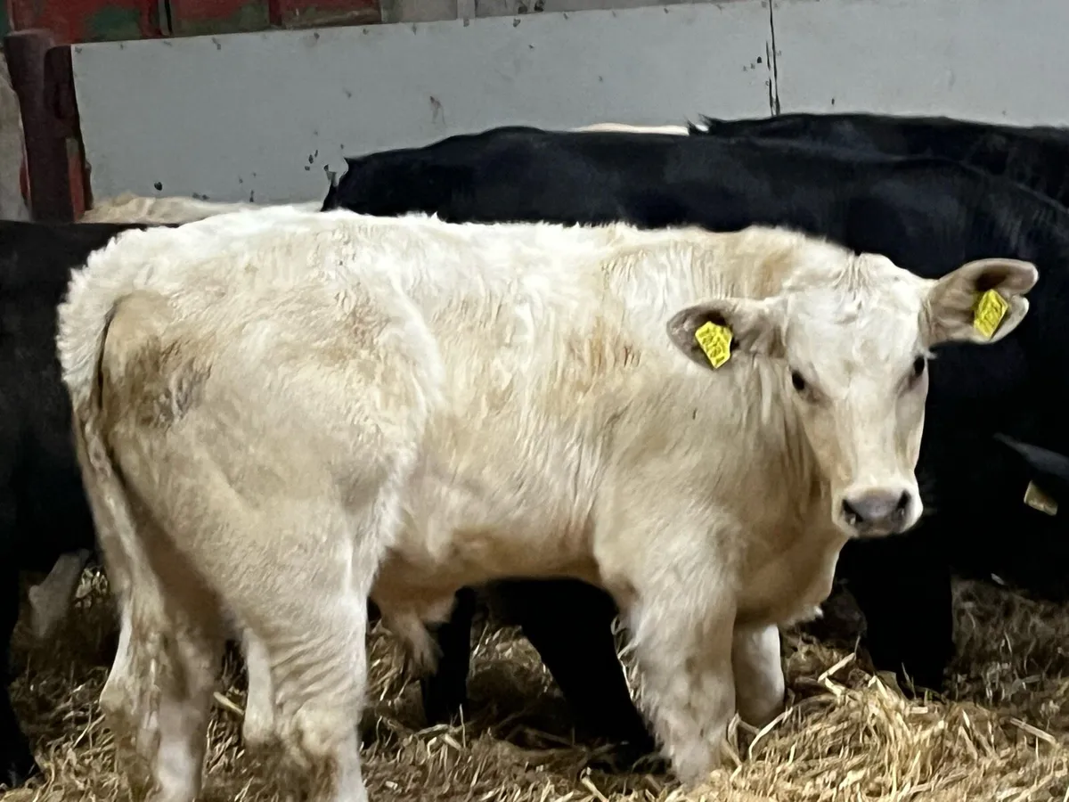 Super 300Kg CH & LIM Bull Weanlings - Image 2