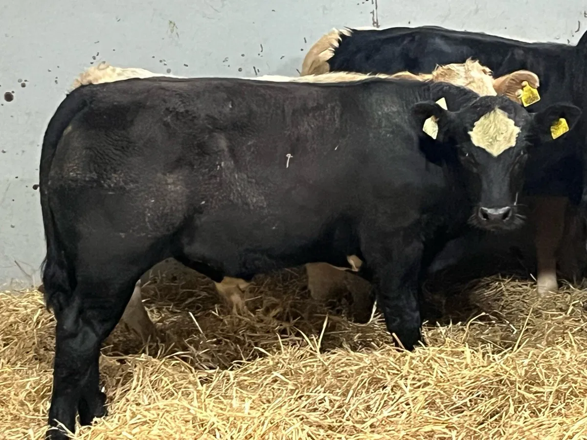 Super 300Kg CH & LIM Bull Weanlings - Image 4