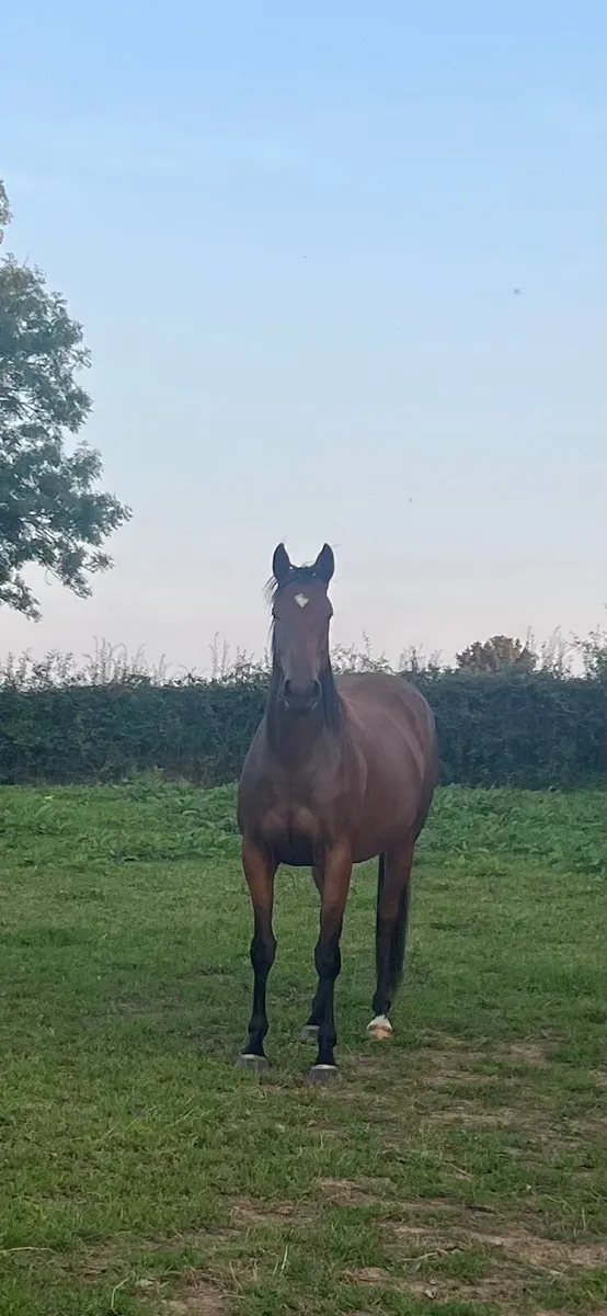 3yo Thoroughbreds Saddex, Elusive Pimpernel - Image 1