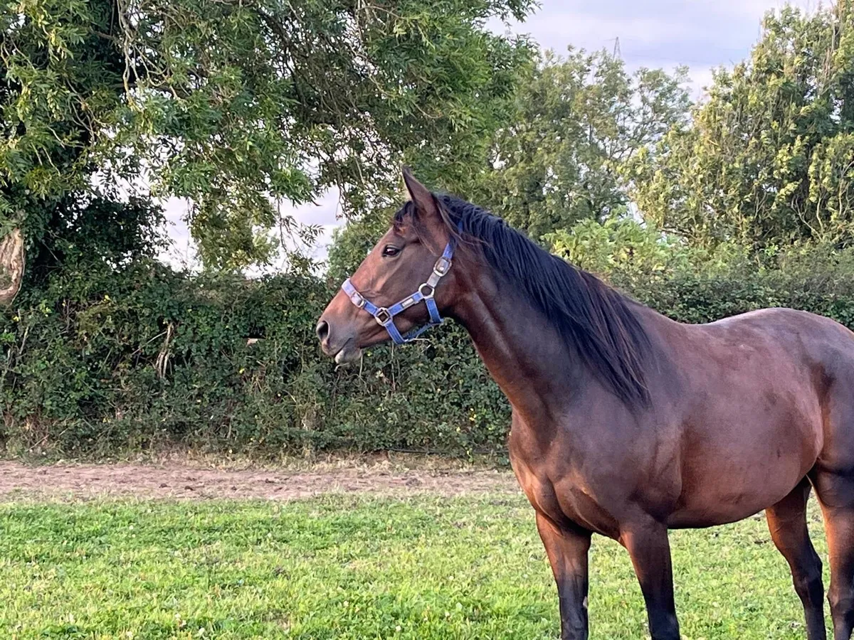 3yo Thoroughbreds Saddex, Elusive Pimpernel - Image 2