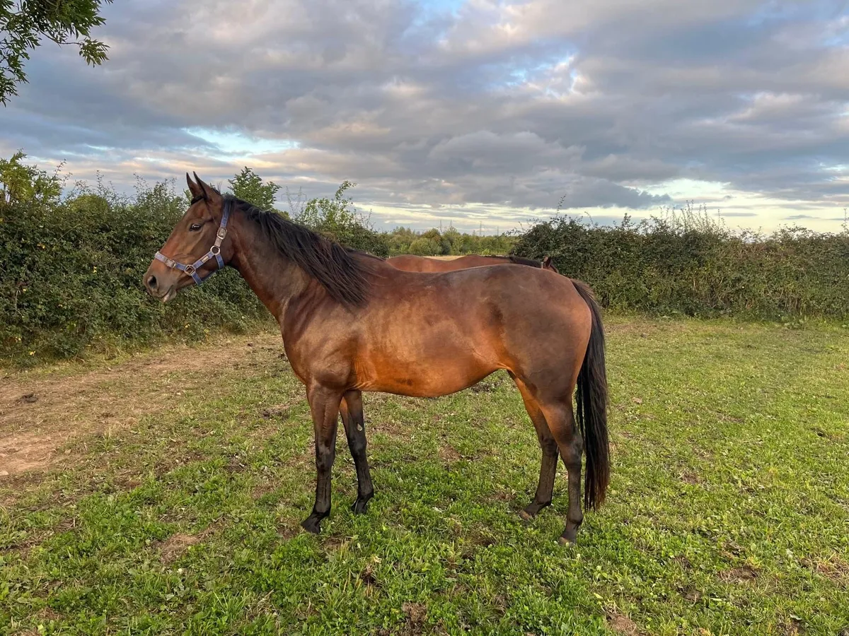 3yo Thoroughbreds Saddex, Elusive Pimpernel - Image 4
