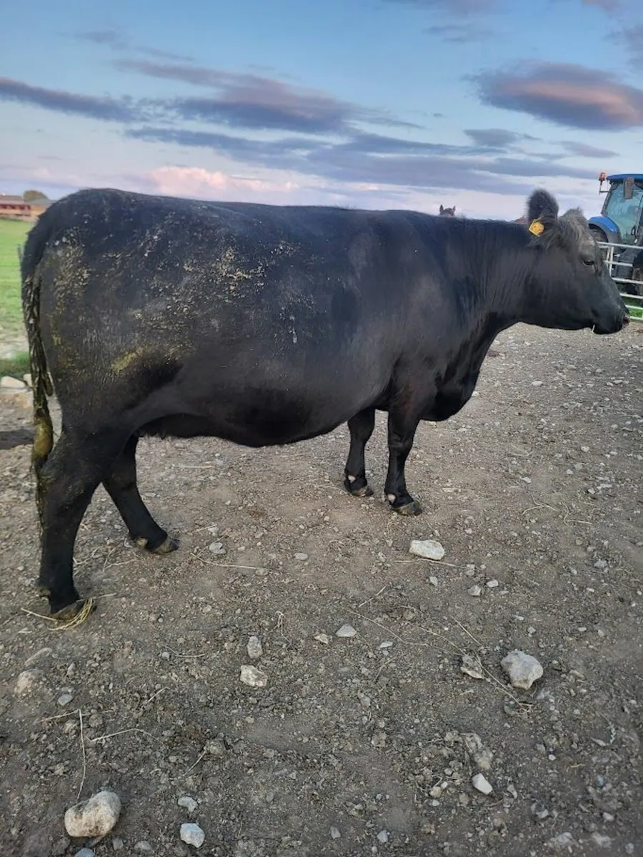 Pedigree Angus Cow - Image 1