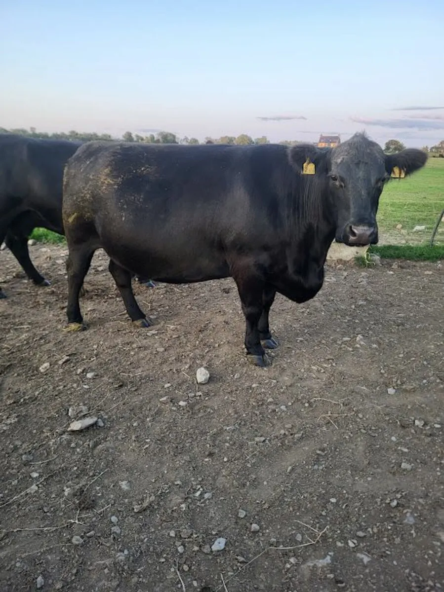 Pedigree Angus Cow - Image 2